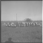 Bull - Cow - Beef Cattle.