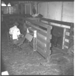 Feeder calf sale at LaGrange and wrangling and grading cattle at Millander Farms.