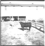 Feeder calf sale at LaGrange and wrangling and grading cattle at Millander Farms.
