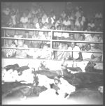 Feeder calf sale at LaGrange and wrangling and grading cattle at Millander Farms.