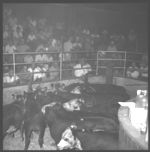 Feeder calf sale at LaGrange and wrangling and grading cattle at Millander Farms.