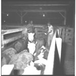 Feeder calf sale at LaGrange and wrangling and grading cattle at Millander Farms.