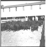 Feeder calf sale at LaGrange and wrangling and grading cattle at Millander Farms.