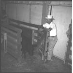 Feeder calf sale at LaGrange and wrangling and grading cattle at Millander Farms.