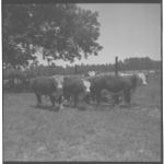 Beef cattle.