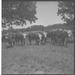 Beef cattle.