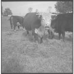 Beef cattle.