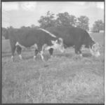Beef cattle.