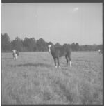 Beef cattle.