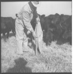 Beef cattle.