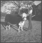 Beef cattle.