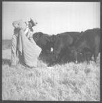 Beef cattle.