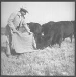 Beef cattle.