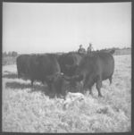 Beef cattle.