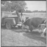 Beef cattle.