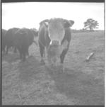 Beef cattle.