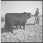 Beef cattle.