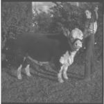 Beef cattle.