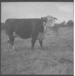 Beef cattle.