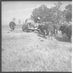 Beef cattle.