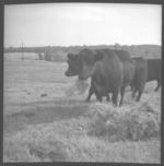 Beef cattle.