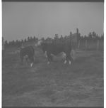 Beef cattle and equipment.
