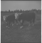Beef cattle and equipment.