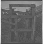 Beef cattle and equipment.