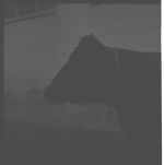 Beef cattle, identification, pastures, etc.