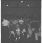 Beef Cattle - Short Course.