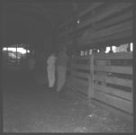 Livestock - Beef.