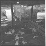 Livestock - Beef.