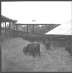 Livestock - Beef.