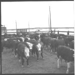 Livestock - Beef.