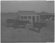Fat Calf show at Americus.