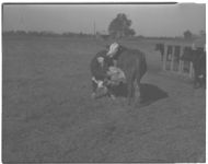 Fat Calf show at Americus.
