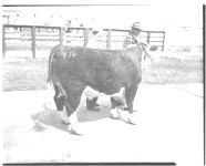 1) Pete Cummings 4-H boy with Grand Champion at Fat Calf Show. 2) Negro class. 3) Grading school.