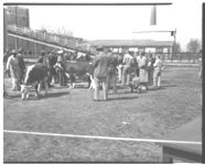 1) Pete Cummings 4-H boy with Grand Champion at Fat Calf Show. 2) Negro class. 3) Grading school.