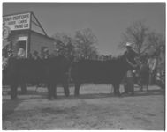 4-H county fat cattle show, Commerce, GA.