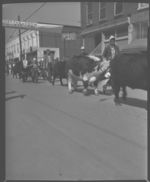 4-H county fat cattle show, Commerce, GA.