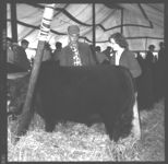 Fat Cattle Show.