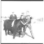 Fat Cattle Show.