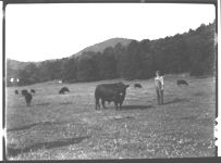 Angus cattle in pasture.