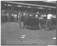 1) Heavy class at Miller Cattle Show sale 2) Grand champion owned by Howard Usher 4-H boy from Jefferson, GA.