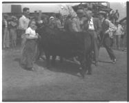 1) Macon Cattle Show sale. 2) Grand champion class at Macon.