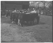 1) Macon Cattle Show sale. 2) Grand champion class at Macon.