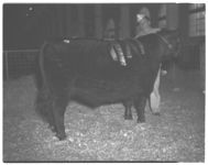 1) Macon Cattle Show sale. 2) Grand champion class at Macon.