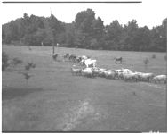Mr. Reed with cows and sheep in pasture.