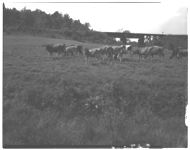University Dairy Herd.