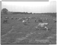 University Dairy Herd.